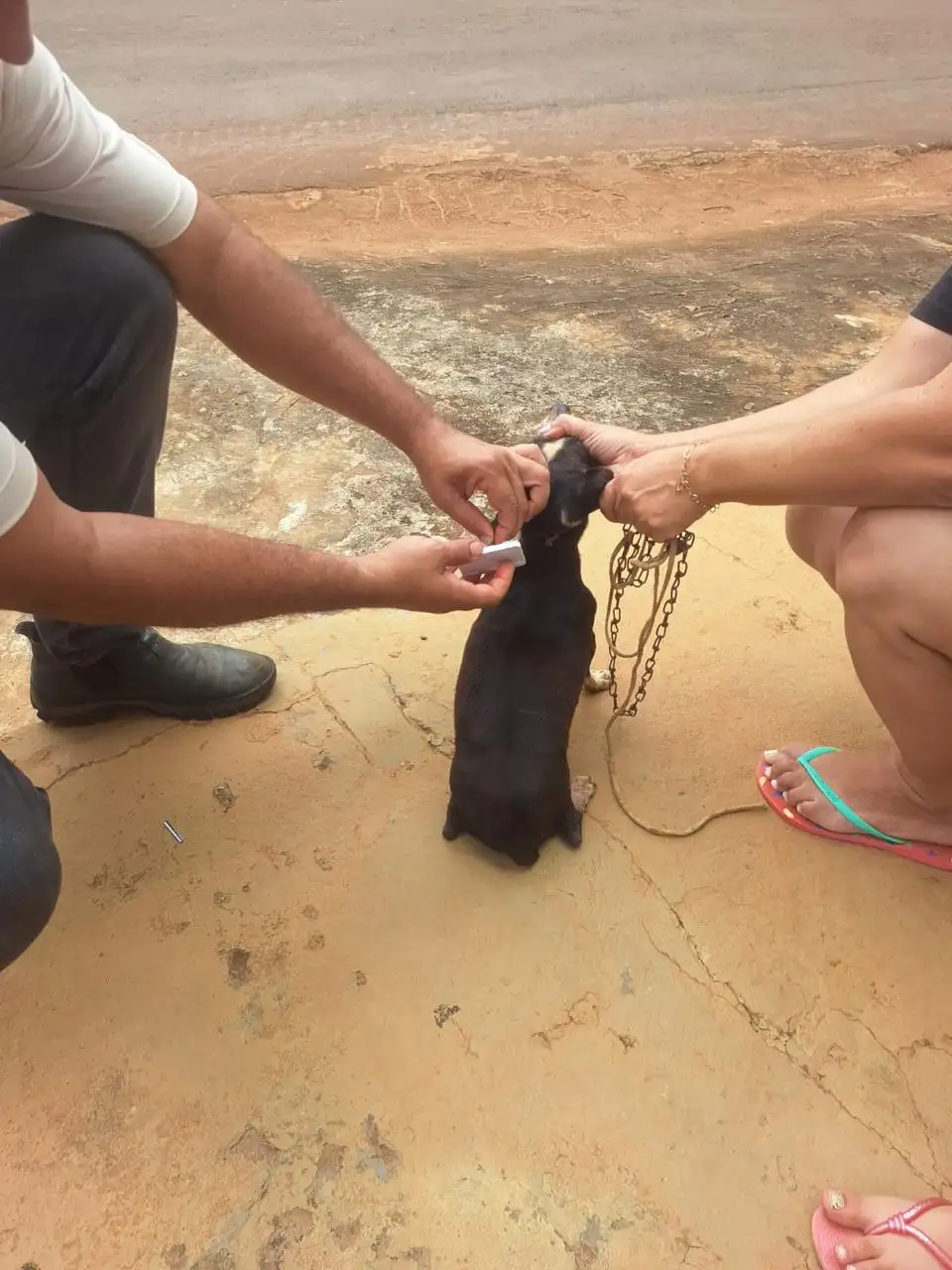 Foto 4 – Prefeitura de Paraibano realiza vacinas e testes de calazar nos animais do povoado Varzinha