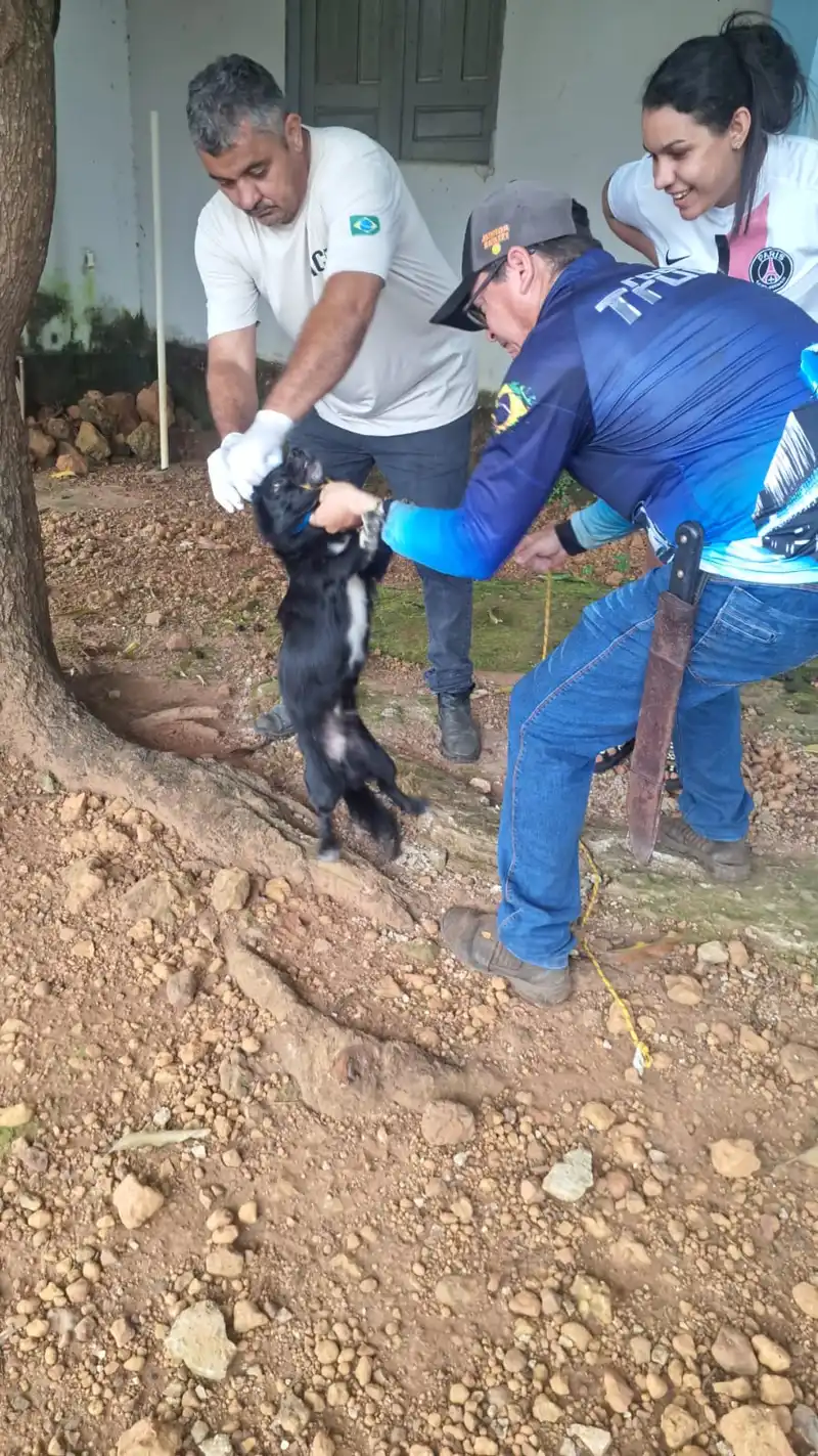 Foto 5 – Secretaria de Saúde de Paraibano, realiza testes de calazar no animais do povoado Varzinha.
